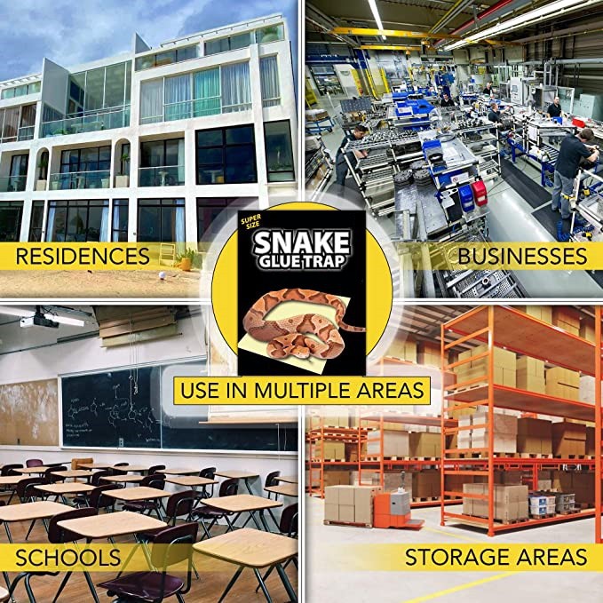 snake glue trap use